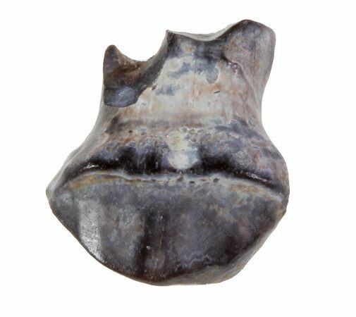 Ankylosaur Tooth - Montana #67812